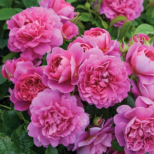 Rose 'Princess Anne', Rosa 'Princess Anne', English Rose 'Princess Anne', David Austin Roses, English Roses, Shrub roses, pink roses, Rose Bushes, Garden Roses